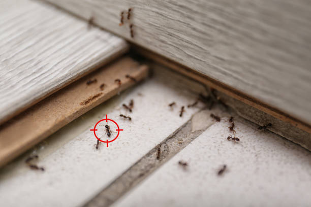 Pest Prevention Services in Greensburg, LA