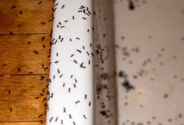 Best Affordable Pest Control Services  in Greensburg, LA