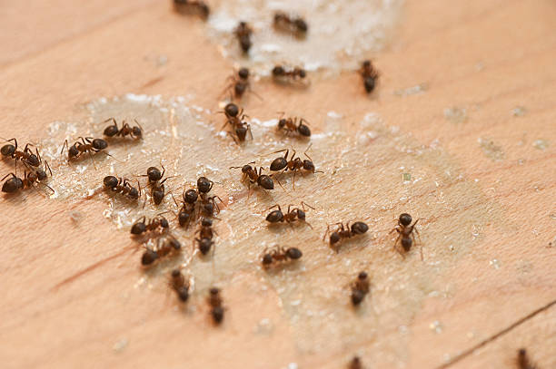 Best Emergency Pest Control  in Greensburg, LA